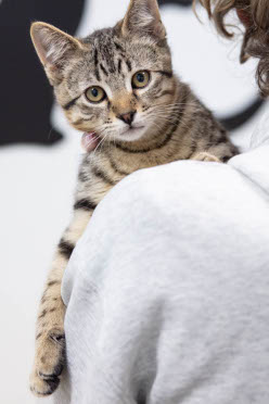 Kitten on shoulder