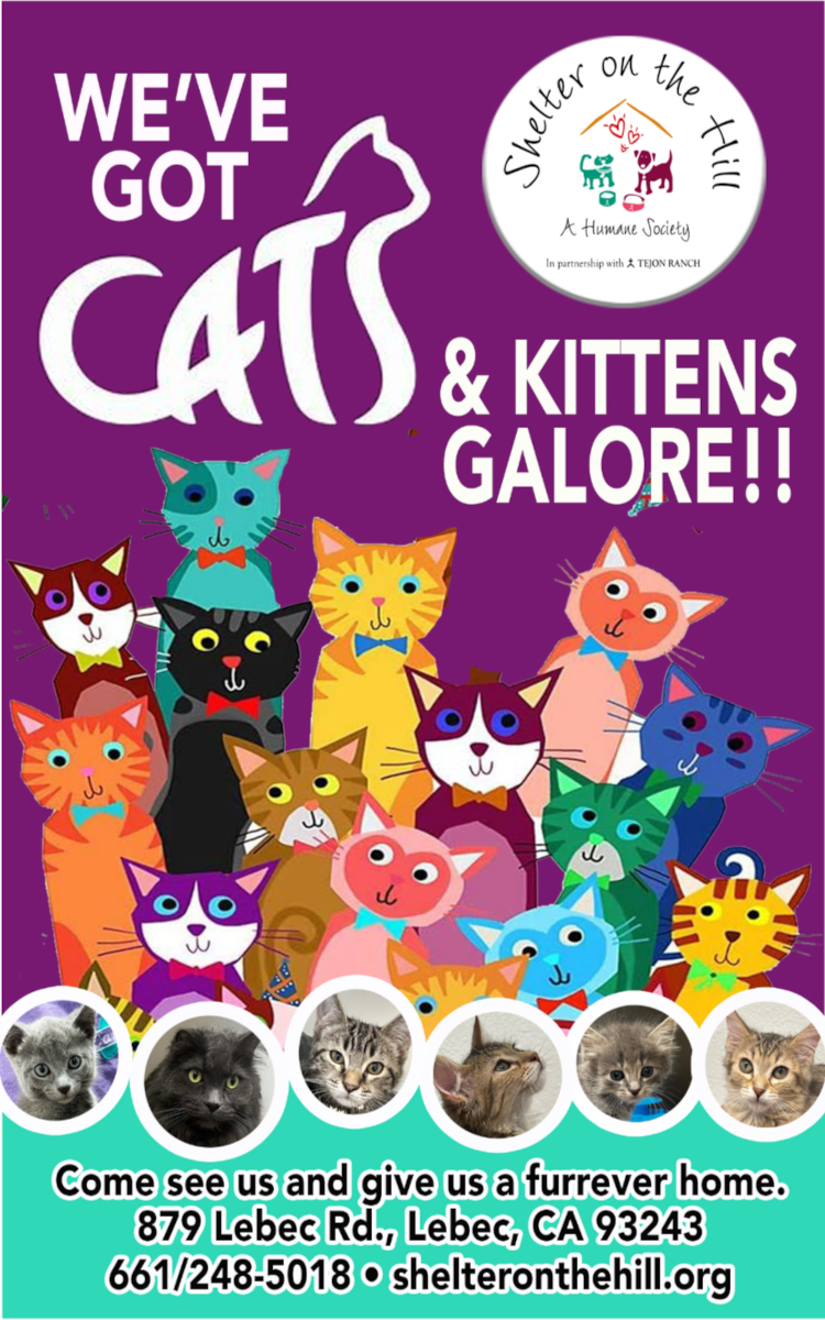 Kittens Poster