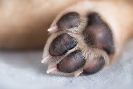 Burnt Paws 1